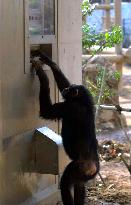 Chimpanzee demonstrates ability to operate vending machine